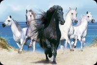 Five Horses Background