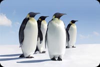 Beautiful Penguins Background