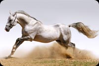 Running Horse Background