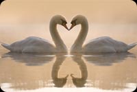 Swans In Love Background