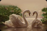 Love Swans On The Lake Background