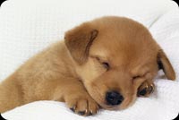 Cute Puppy Sleeping Background