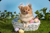 Little Dog Wearing Bunny Ears Background