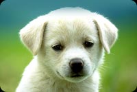 Cute Puppy Dog Background