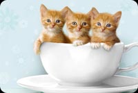 Cute Kitties In A Tea Cup Background