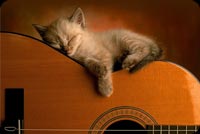 Baby Cat Sleeping On Guitar Background