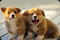 Sweet Funny Puppies Background