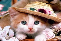 Cute Little Cat With Hat Background