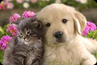 Cute Kitten Cat And Puppy Dog Background