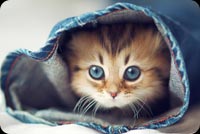 Cute Little Kitten In A Jean Background