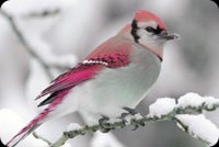 Pretty Pink Bird Background