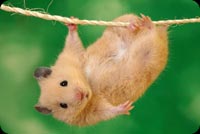 Cute Hamster Hanging Background