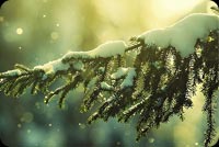 Christmas Tree Branches Snow Background