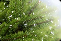 Green Christmas Tree Branches  Background