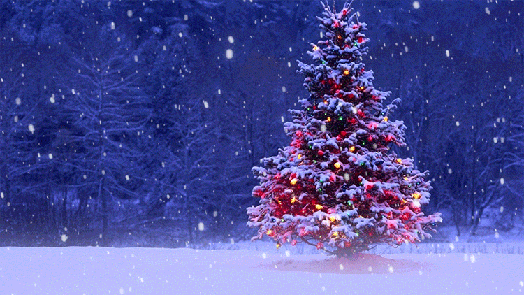 Animated Christmas Tree Snow Effect Email Backgrounds ID#: 23106 |  :443