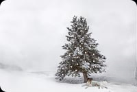 Animated: Lone Snowy Christmas Tree email background