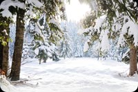 Animated: Snowy Evergreen Forest Path email background
