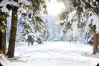 Beautiful Winter Snow Trees Background
