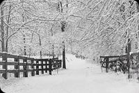 Animated: Snowy Winter Gate and Forest email background