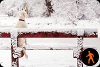 Animated Dog On Snowy Bench Background