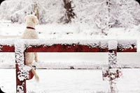 Animated: Dog on Snowy Red Bench email background
