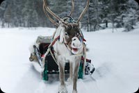 Reindeer Pulling Snow Sled Background