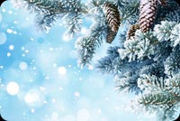 Animated: Frosted Blue Evergreen Branches email background