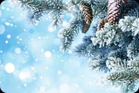 Winter Snow Branches Background