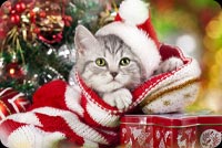 Cute Kitty With Santa Hat Background