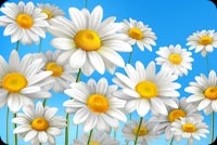 White Daisy Chamomile Flowers Background