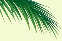 Palm Background