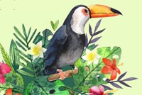 Toucan Stationery Background