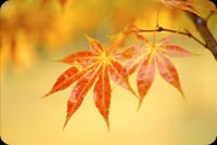 The Spirit Of Autumn Background