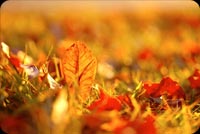 Beautiful Fall Leaves Background