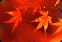 Red Autumn Background