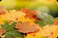 Falling Leaves Autumn Background
