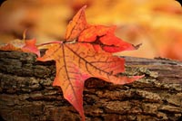 Amazing Red Leaves Background