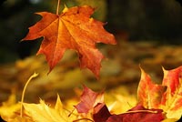 Falling Red Leaf - Happy Autumn Background