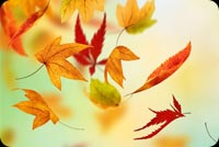 Autumn Leaves Falling Background