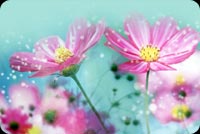 Colorful Flowers Background