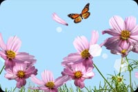 Flowers And Butterflies Background