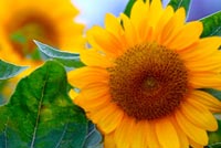 Happy Sun Flowers Background