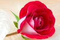 Beautiful Rose For You Background