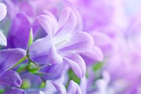 Purple Flower Theme Background