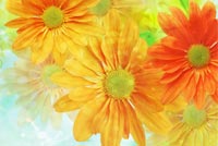 Vivid Flowers Background Background