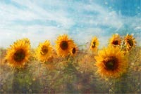 Sun Flowers Painting Background