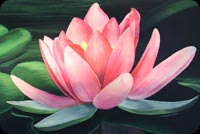 Lotus Art Flower Painting Background