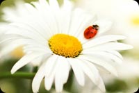 Lady Bug Background