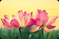 Amazing Lotus Flowers Theme Background