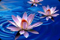 Lotus Flower Art Painting Background